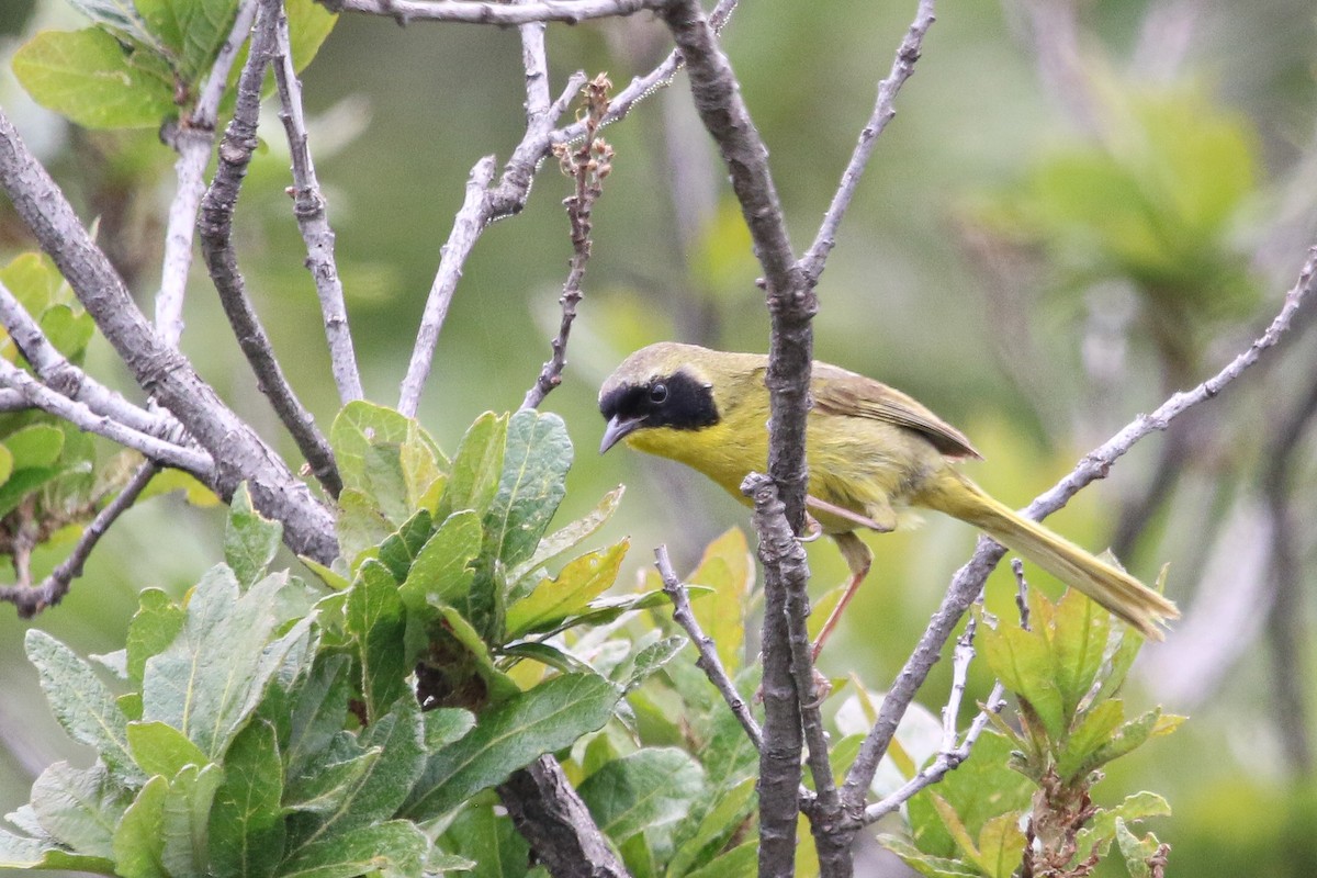 Hooded Yellowthroat - ML622019464