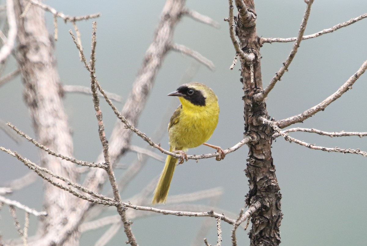 Hooded Yellowthroat - ML622019465