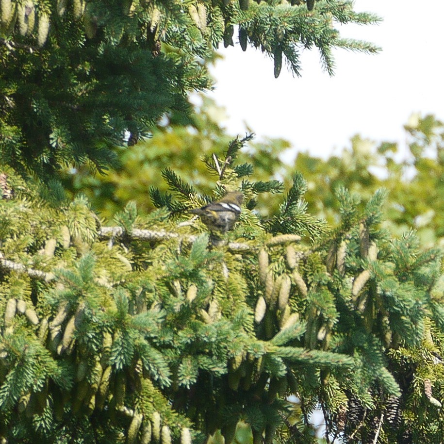 White-winged Crossbill - ML622019503