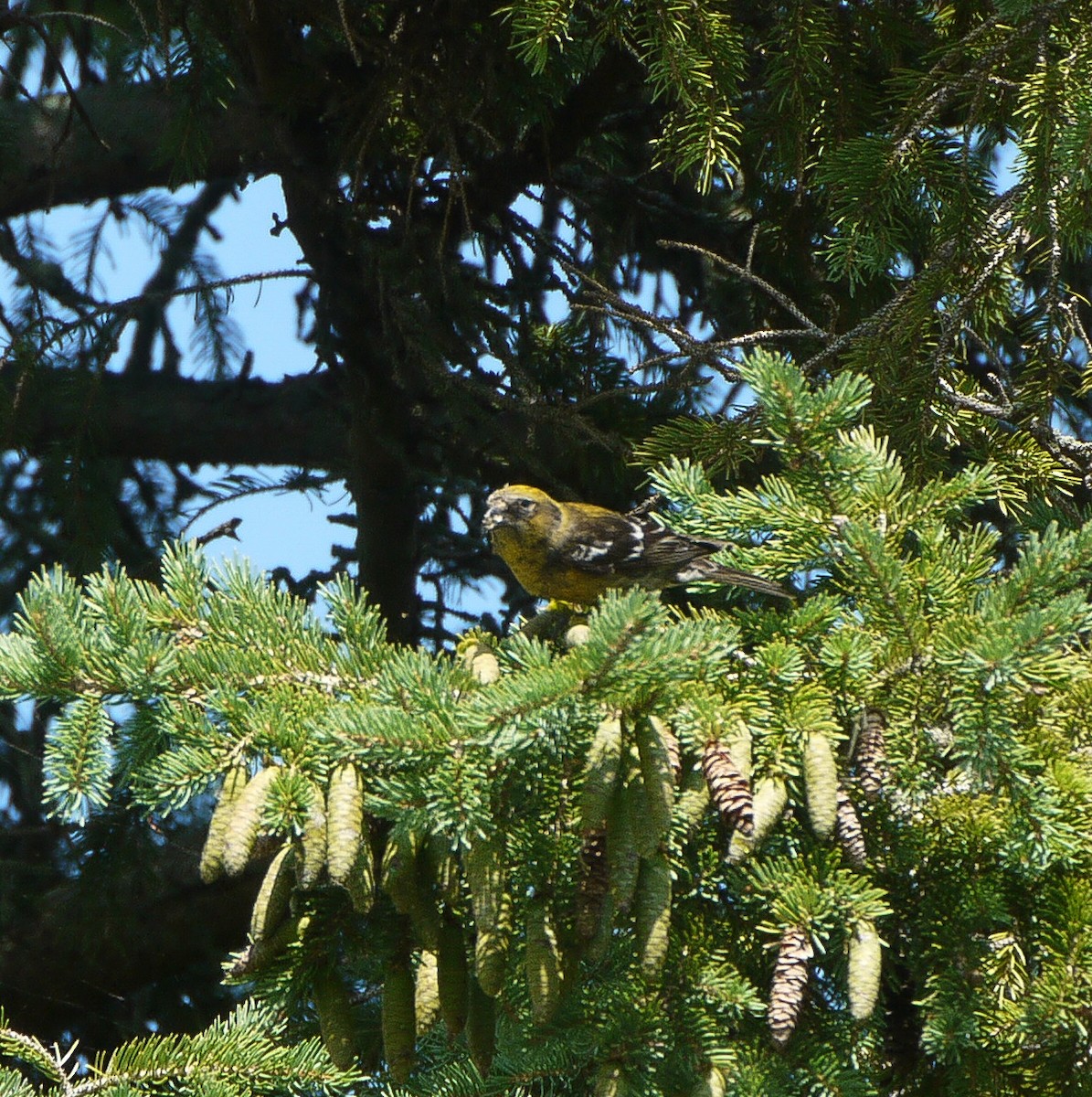 White-winged Crossbill - ML622019504