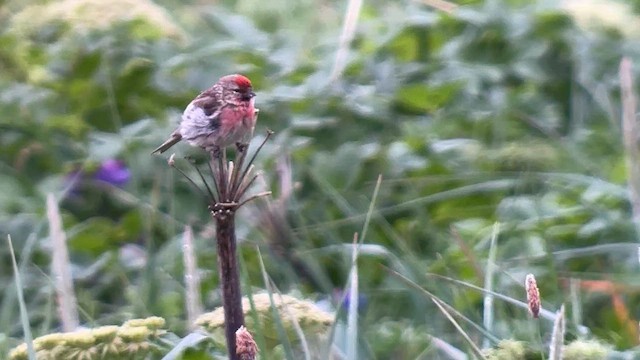 Redpoll (Common) - ML622019530