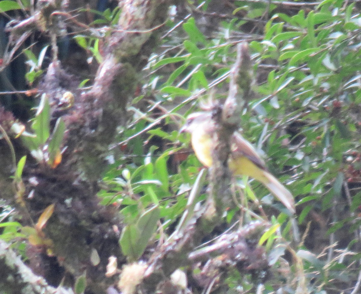 Lemon-browed Flycatcher - ML622019533