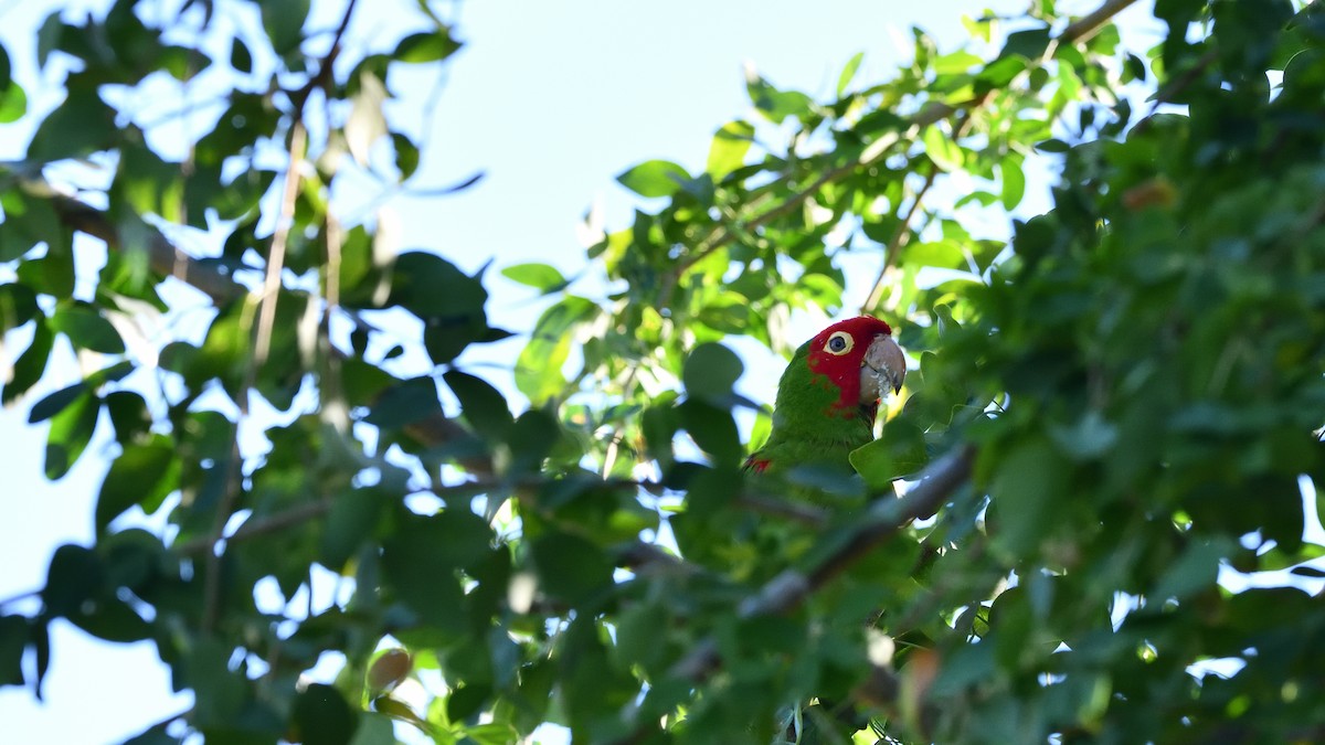 Red-masked Parakeet - ML622019549