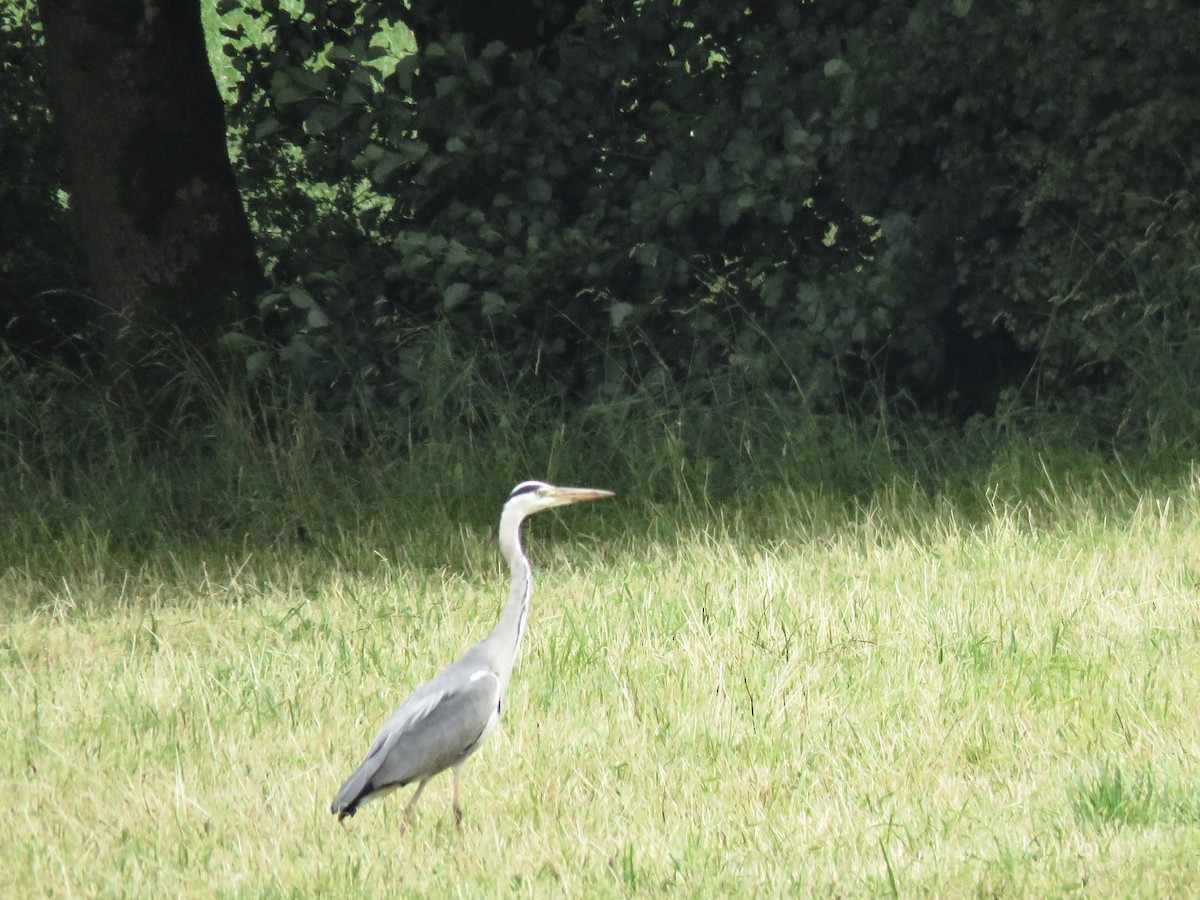 Gray Heron - Lisa D