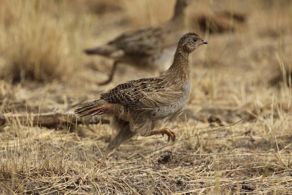ML622019605 - Gray Partridge - Macaulay Library