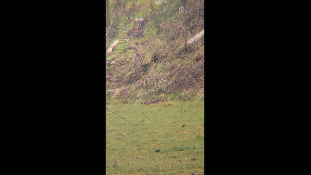 Patagonian Forest Earthcreeper - ML622019629