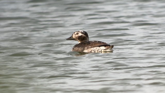Long-tailed Duck - ML622019657