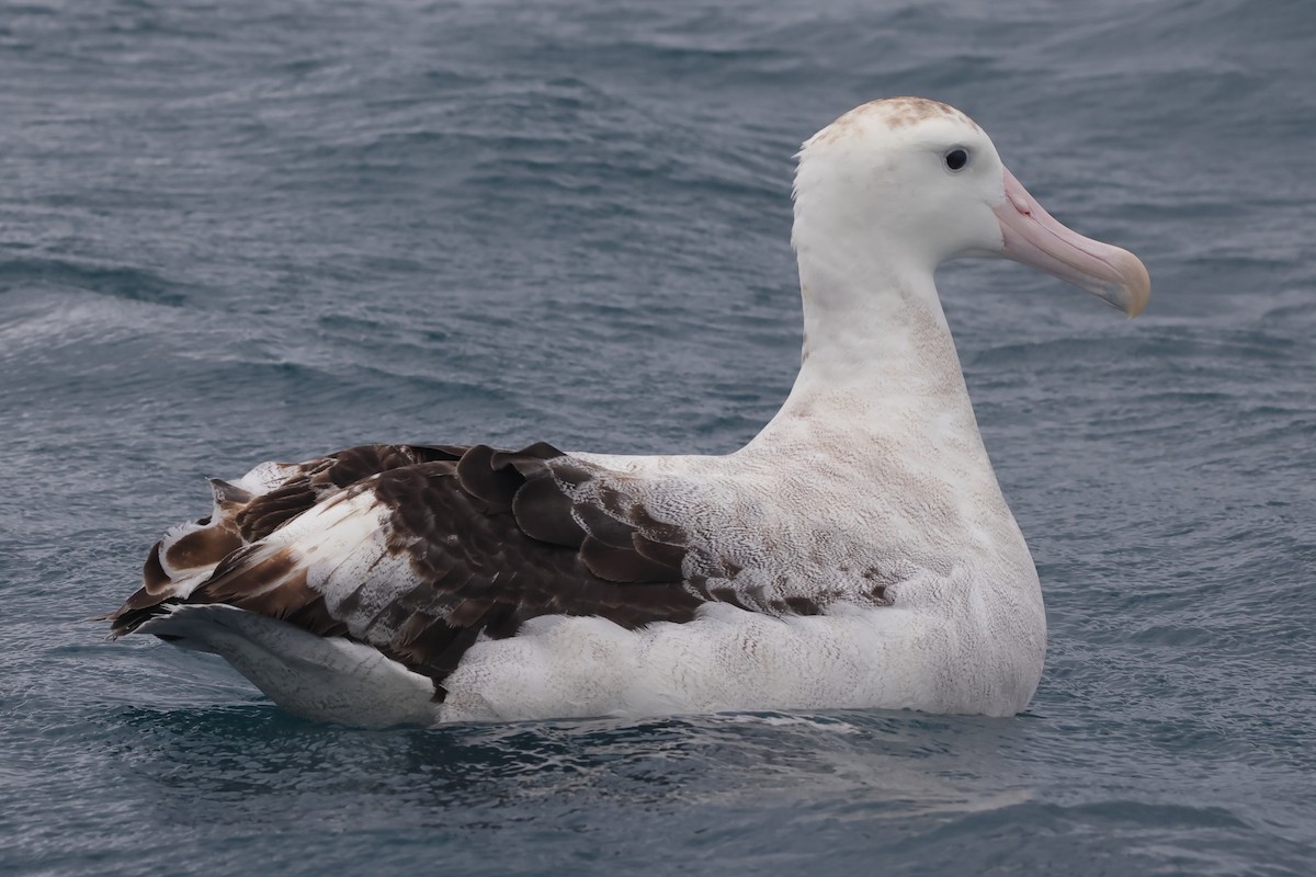 Antipodean Albatross (New Zealand) - ML622019679