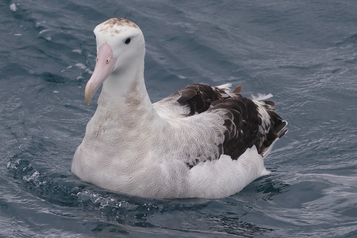 Antipodean Albatross (antipodensis) - ML622019680