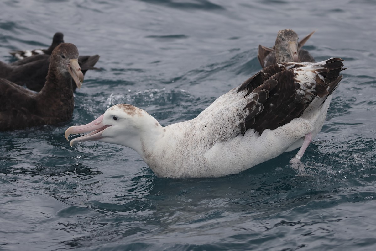 Antipodenalbatros (antipodensis) - ML622019684