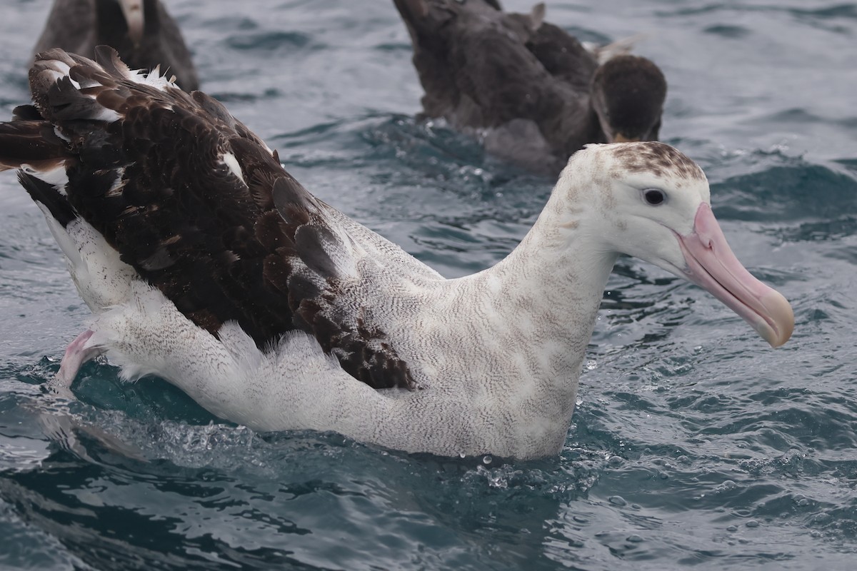 Albatros de las Antípodas (antipodensis) - ML622019685