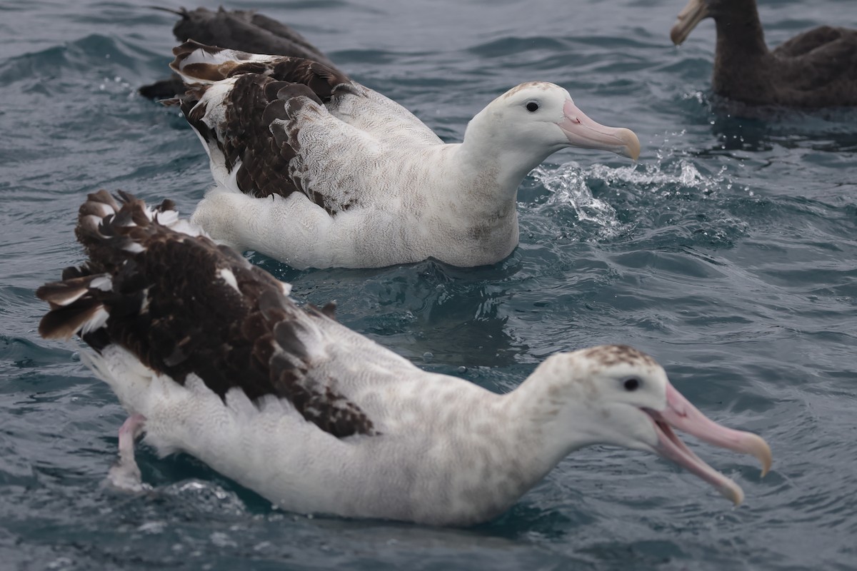 Antipodean Albatross (antipodensis) - ML622019688