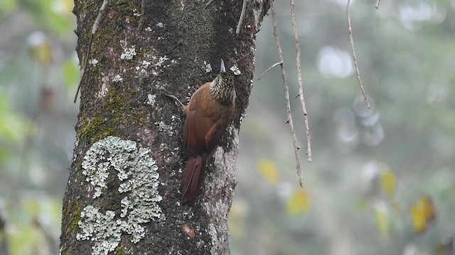 Planalto Woodcreeper - ML622019745