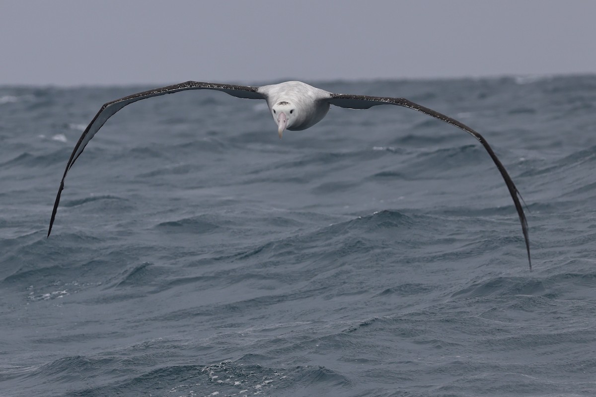 Antipodean Albatross (New Zealand) - ML622019777