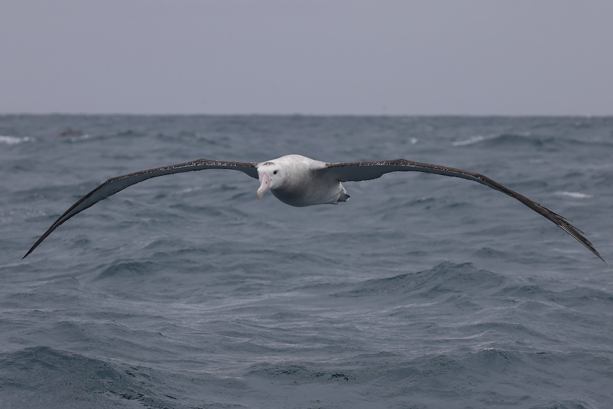 Antipodean Albatross (New Zealand) - ML622019778