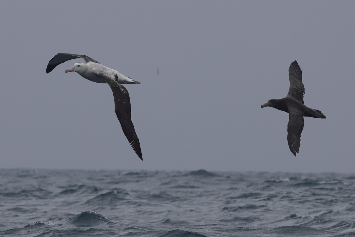 Albatros de las Antípodas (antipodensis) - ML622019820