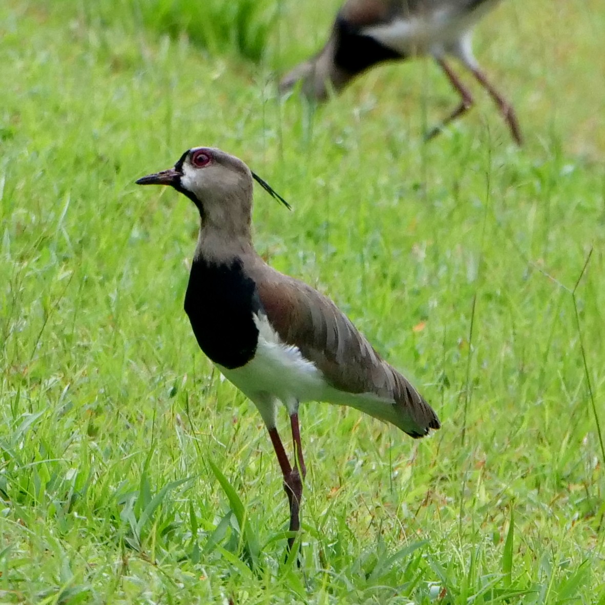 Southern Lapwing - ML622019871