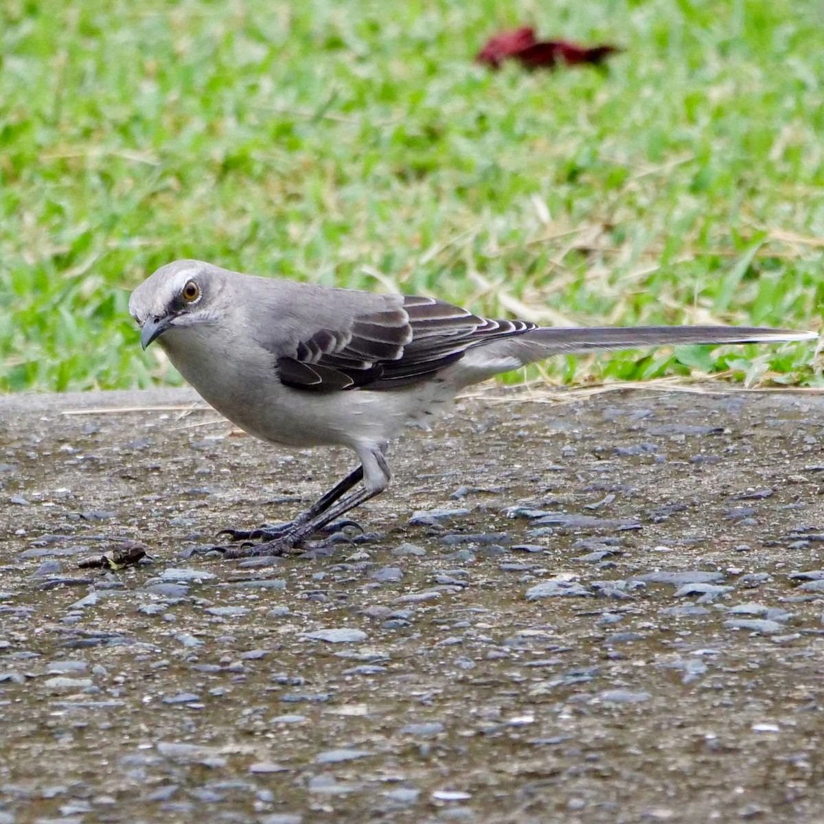 Tropical Mockingbird - ML622019873