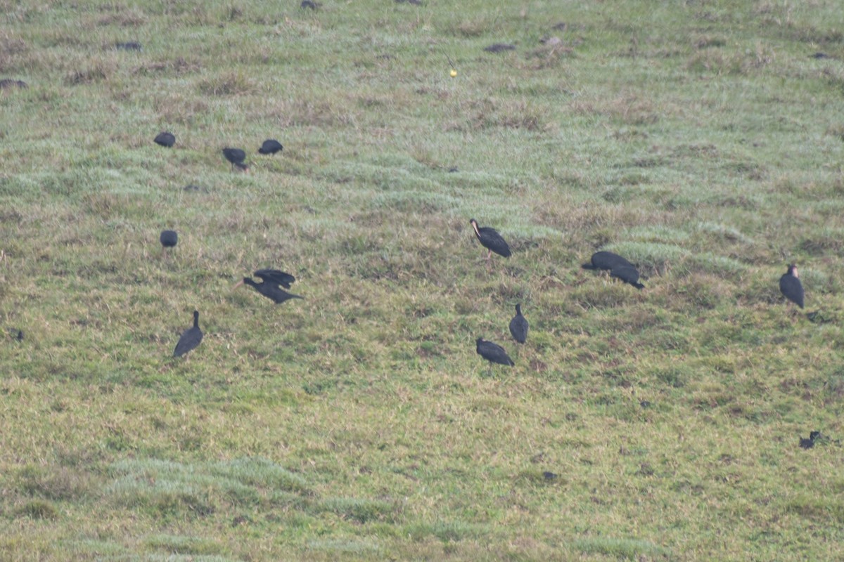 Bare-faced Ibis - ML622019880