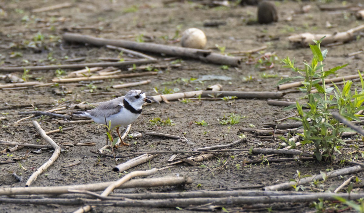 Piping Plover - Ed Wransky