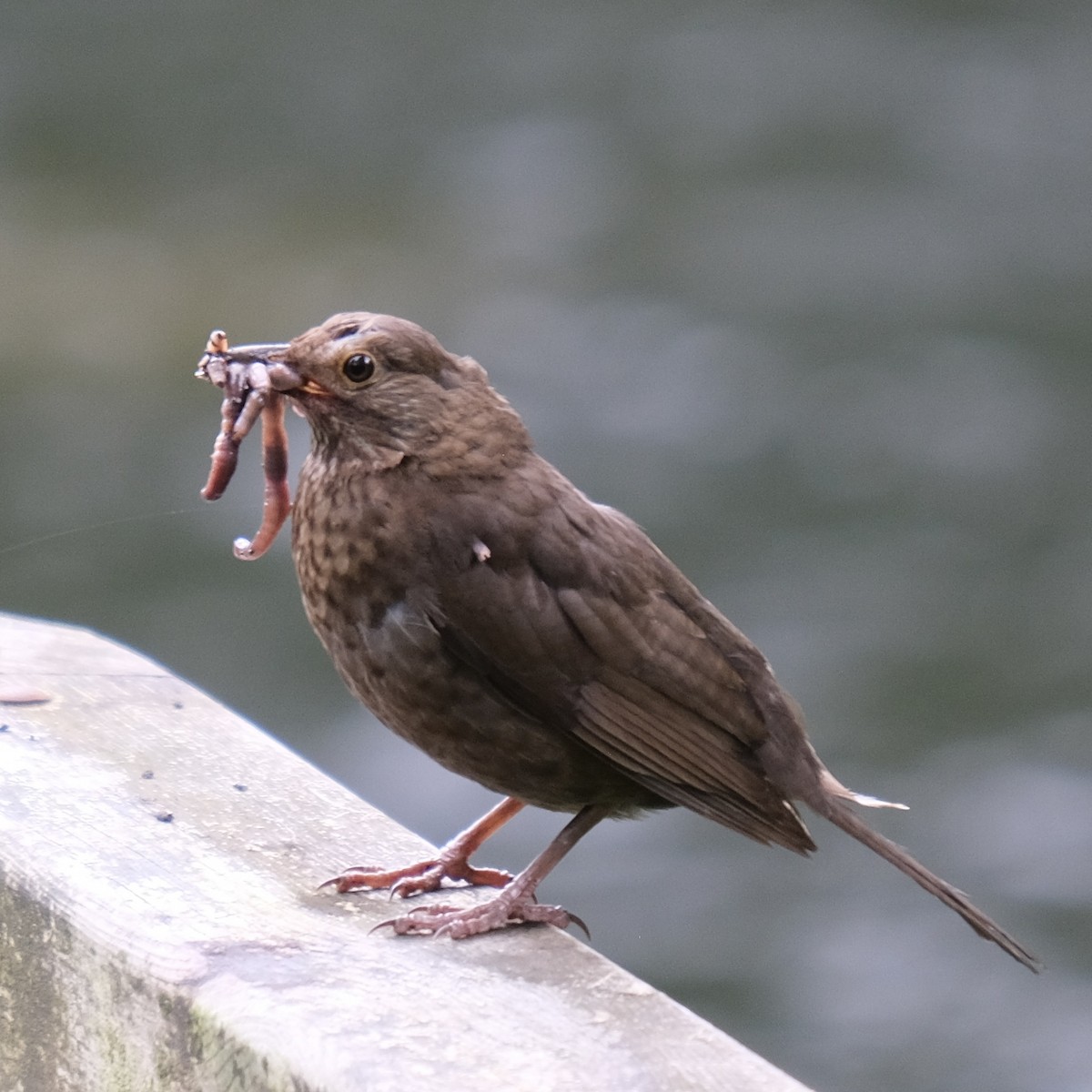 Eurasian Blackbird - Alan Middleton