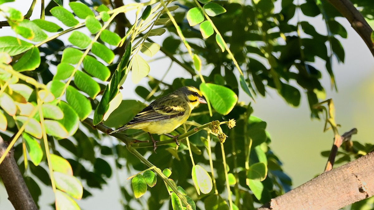 Yellow-fronted Canary - Soren Bentzen