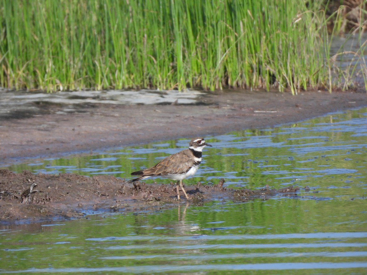 Killdeer - Rhonda Langelaan