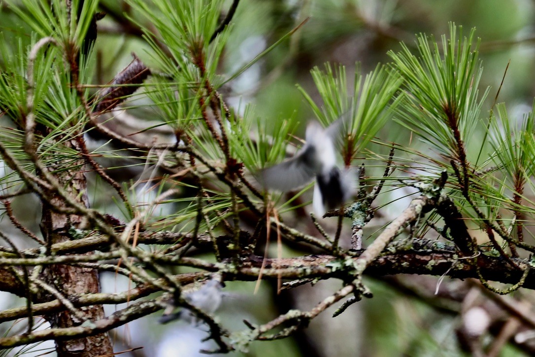 Blue-gray Gnatcatcher - JoAnn Dalley