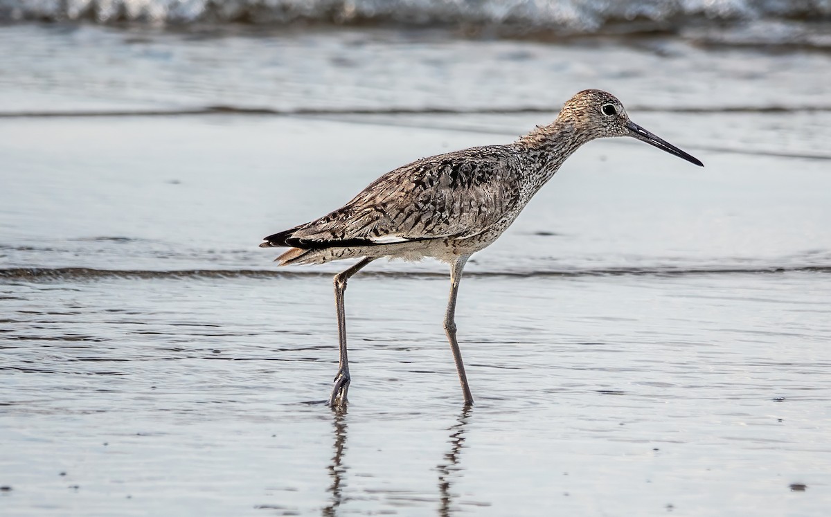 Willet - Gale VerHague