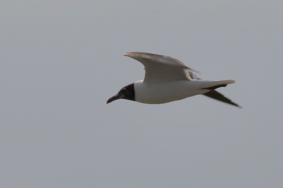 Laughing Gull - JoAnn Dalley