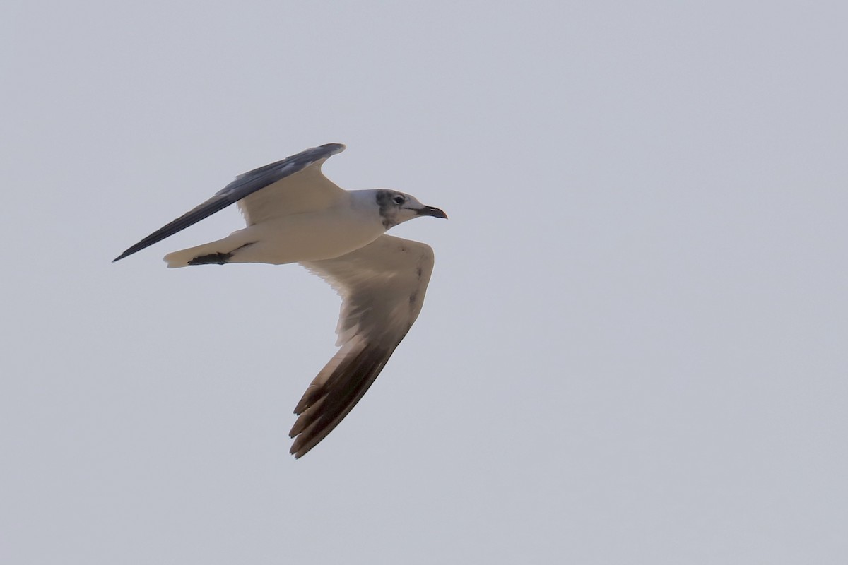 Laughing Gull - JoAnn Dalley