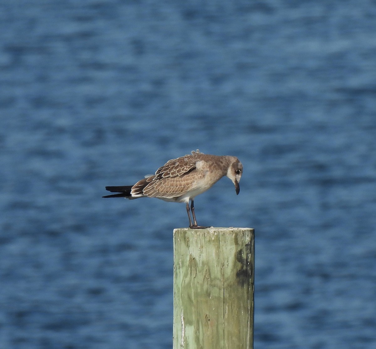 Laughing Gull - Carol Porch