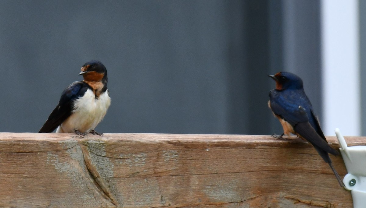 Barn Swallow - France Carbonneau