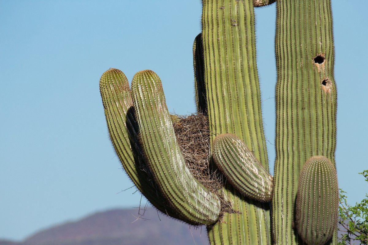 Crested Caracara - Christina Kidd