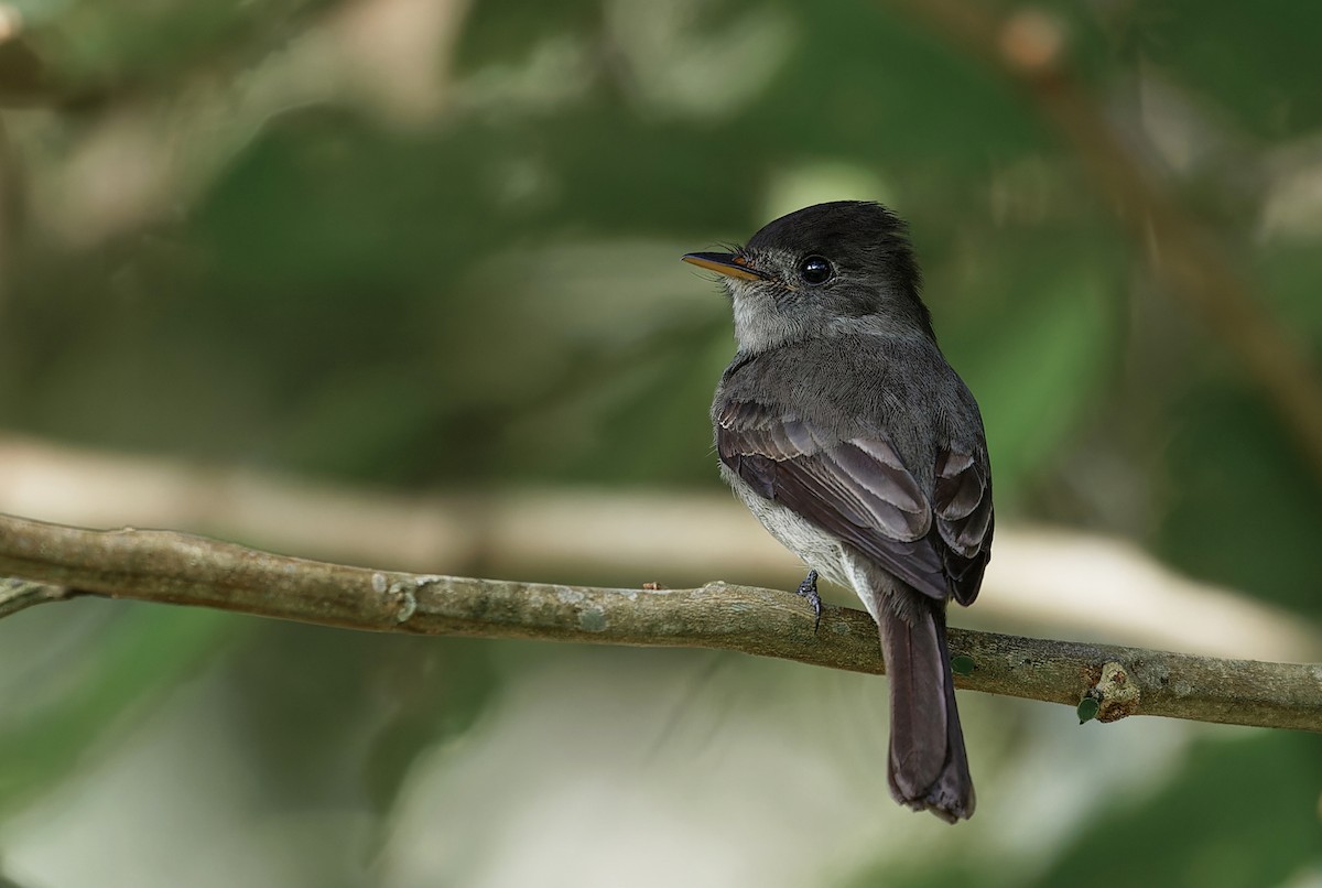 Southern Tropical Pewee - ML622020182