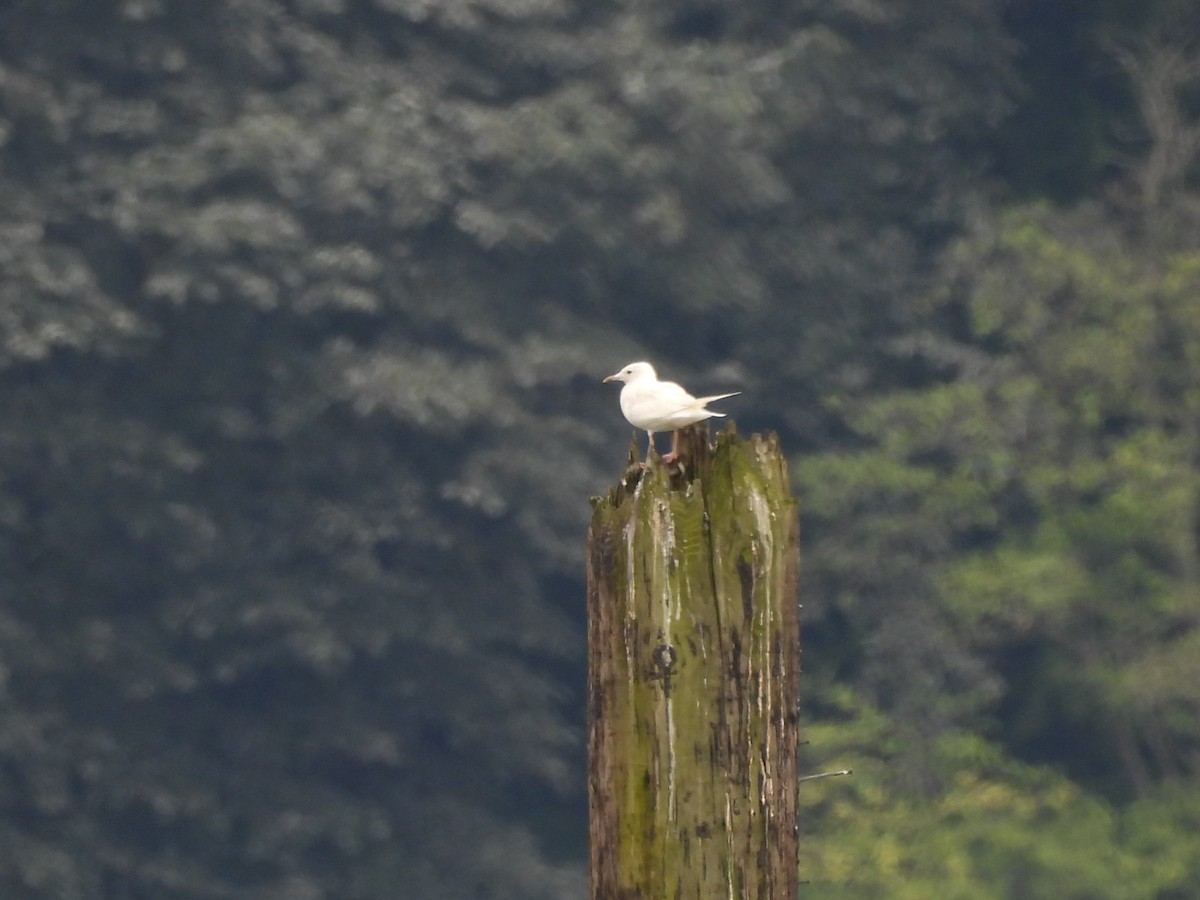 Short-billed Gull - Mark Stevens