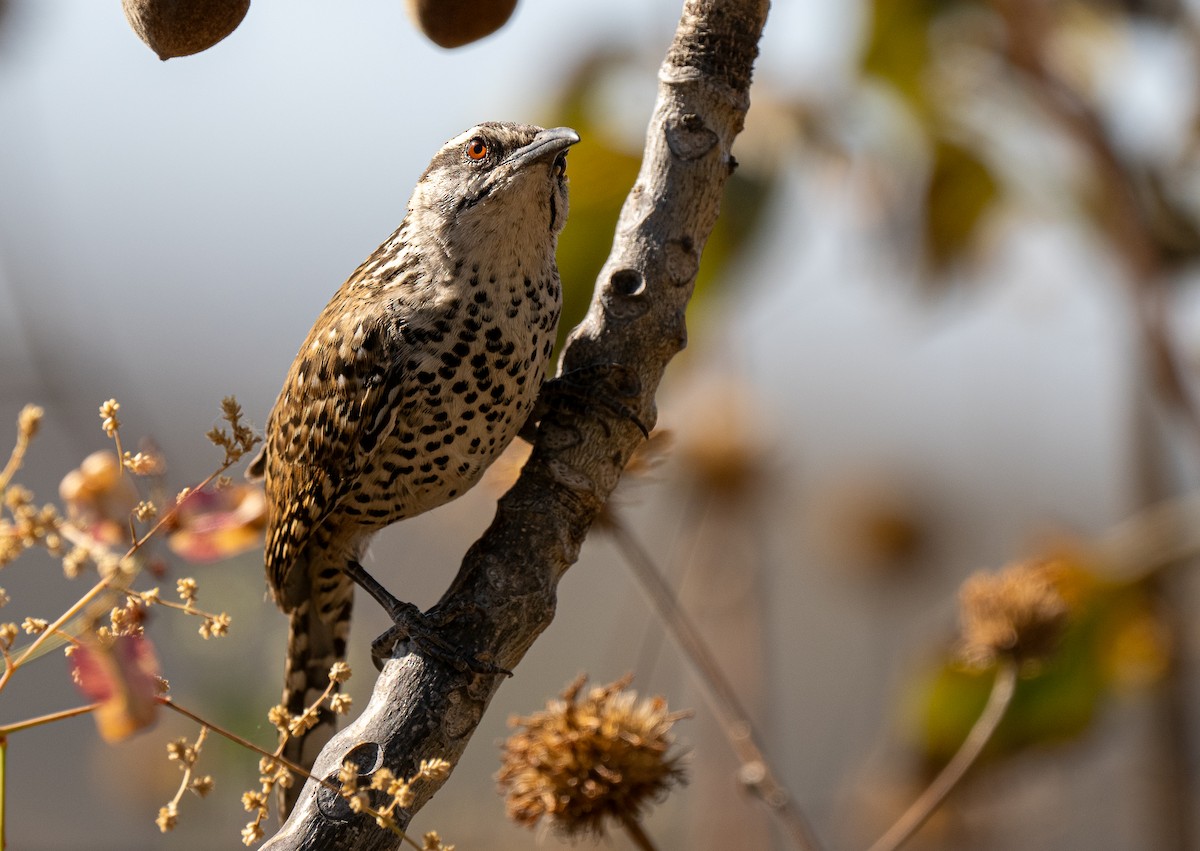 Boucard's Wren - ML622020252