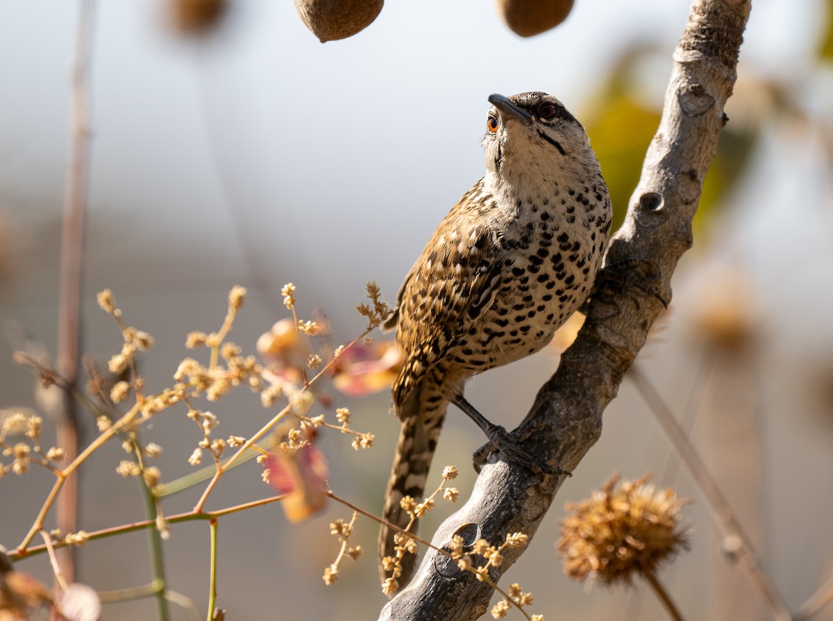 Boucard's Wren - ML622020253