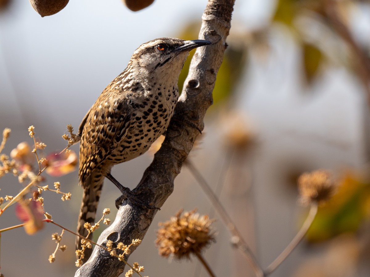 Boucard's Wren - ML622020254