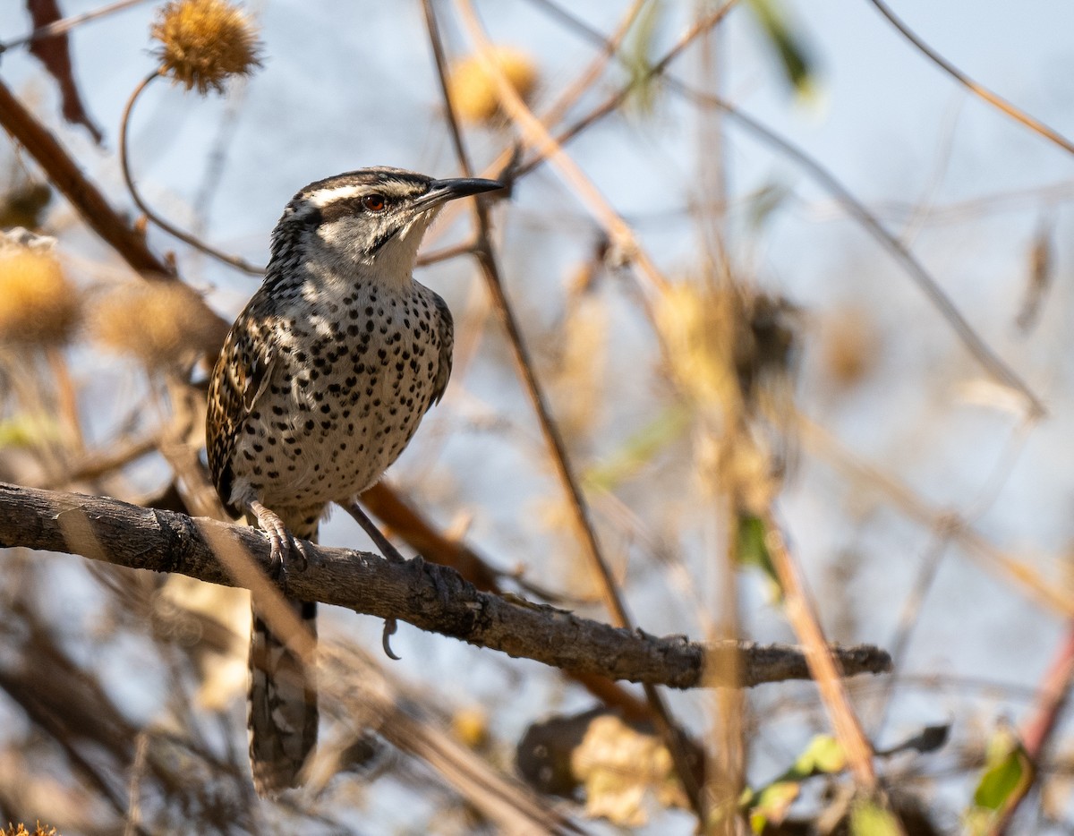 Boucard's Wren - ML622020256