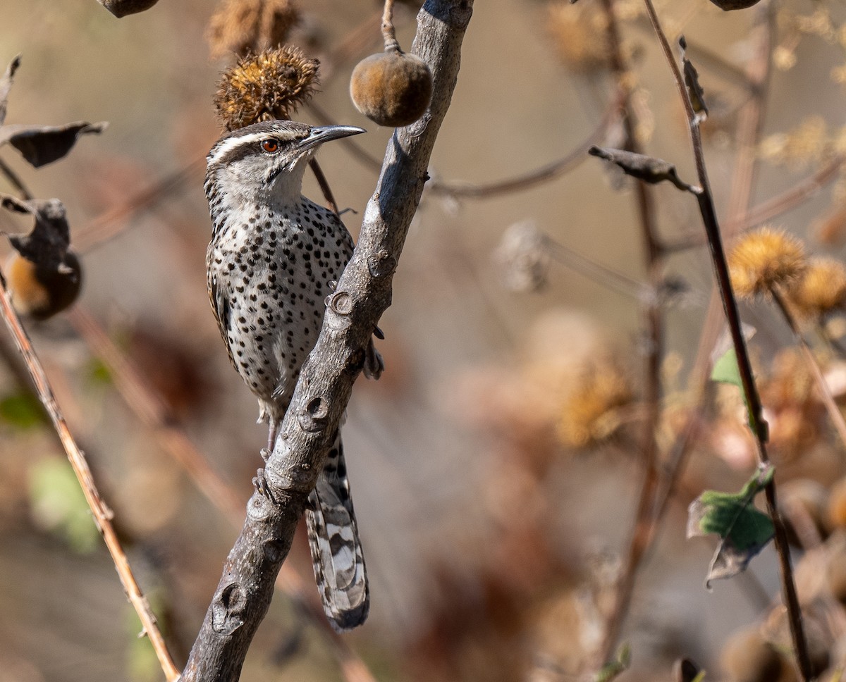 Boucard's Wren - ML622020257