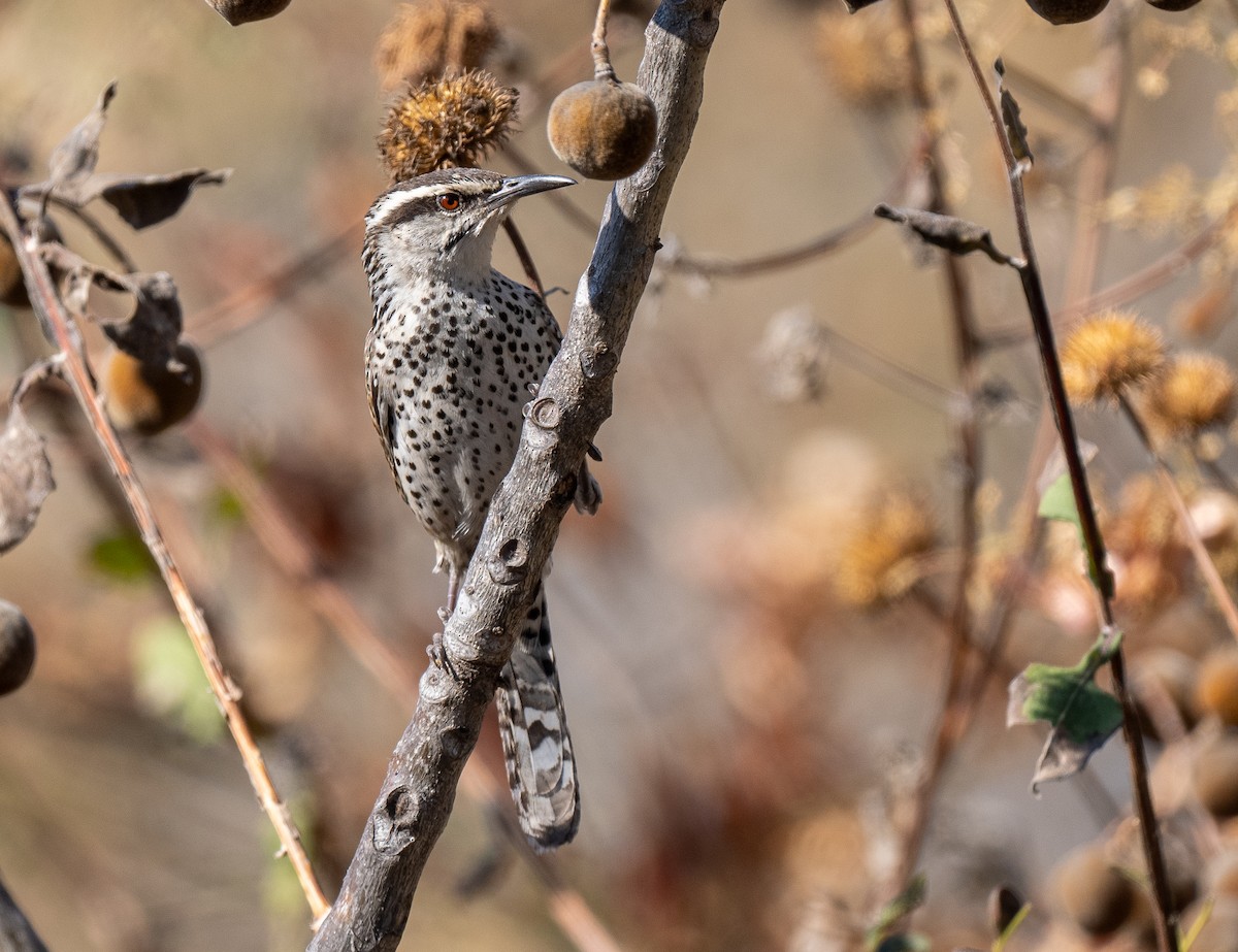 Boucard's Wren - ML622020258