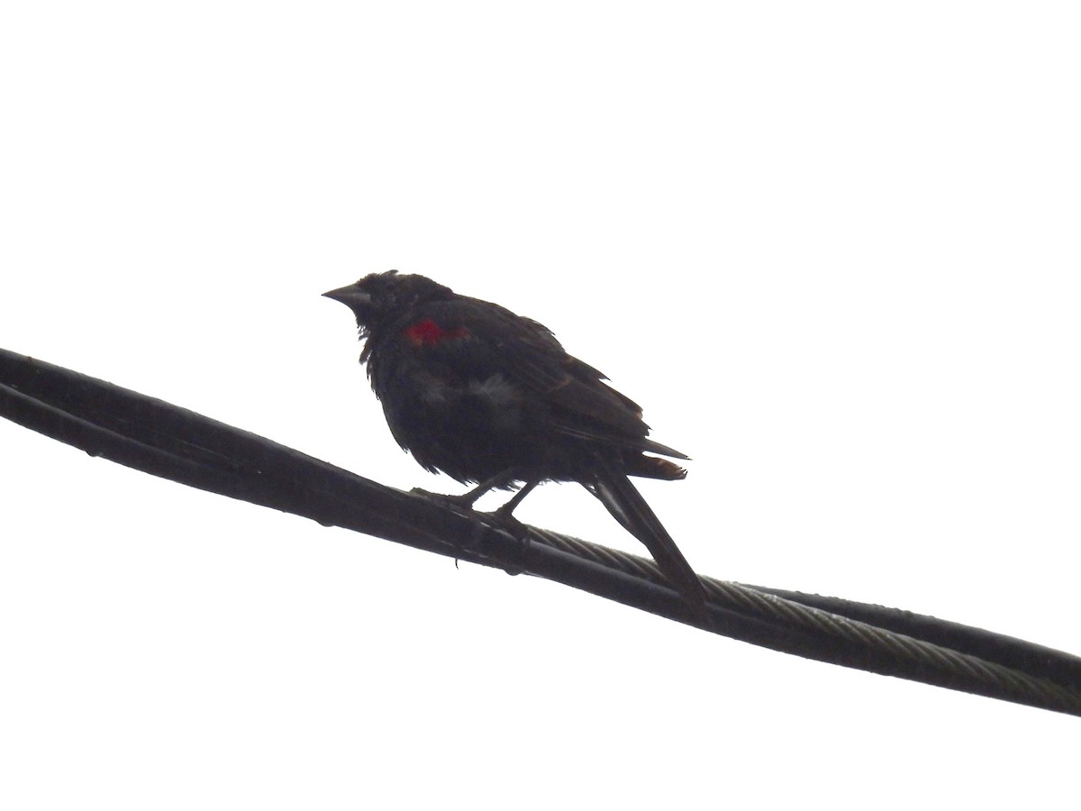 Red-winged Blackbird - ML622020481