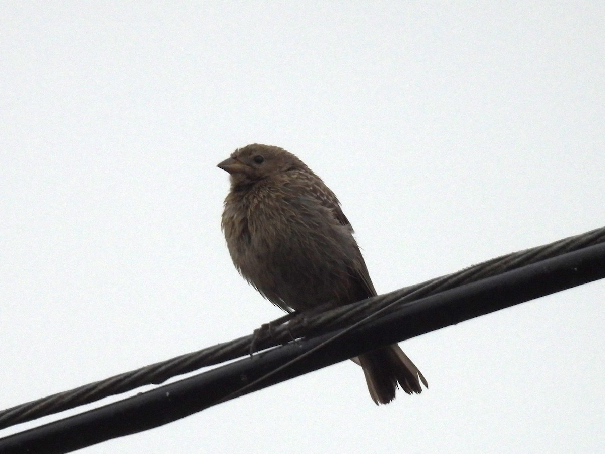 Red-winged Blackbird - ML622020482