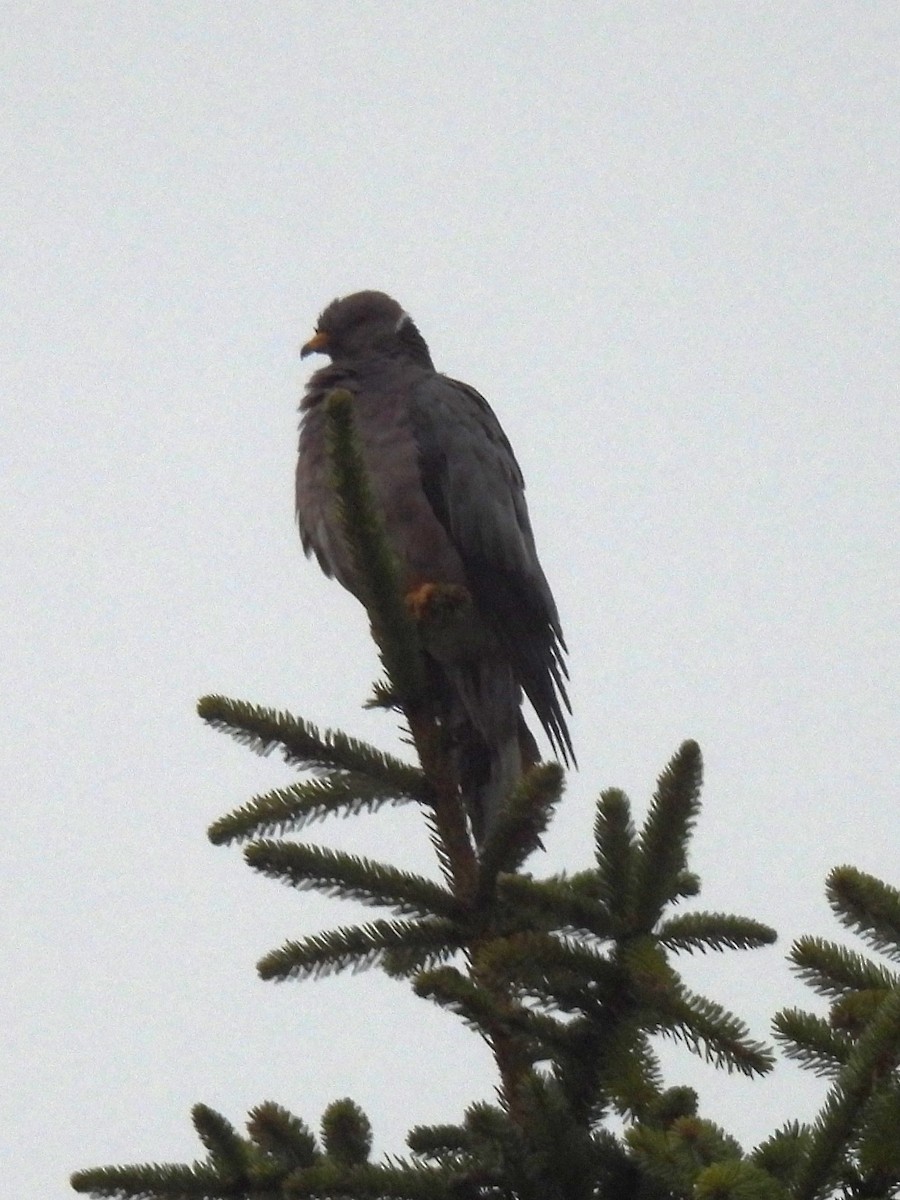 Band-tailed Pigeon - ML622020488