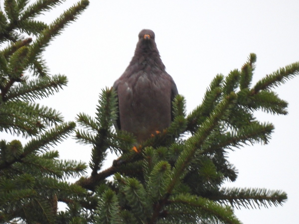 Band-tailed Pigeon - ML622020489