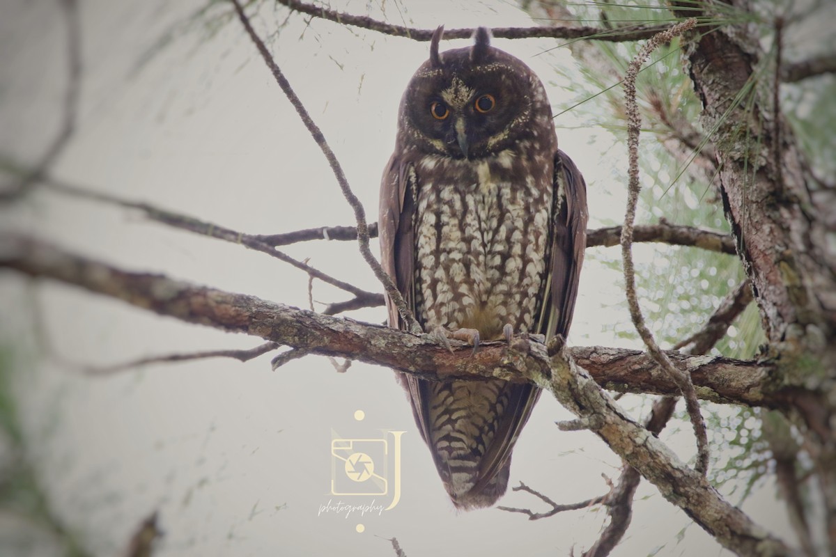Hibou maître-bois - ML622020515