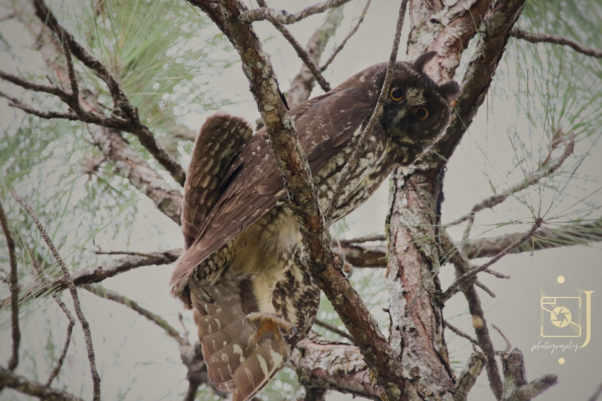 Hibou maître-bois - ML622020517