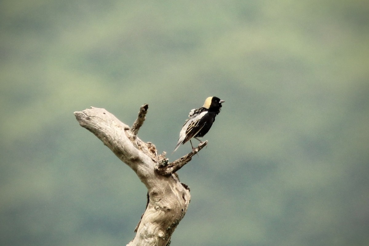 Bobolink - ML622020604