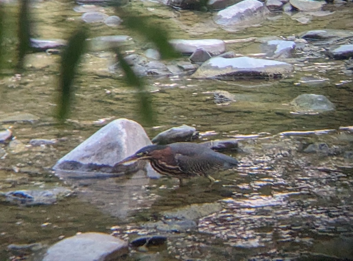 Green Heron - ML622020812